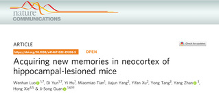 生命学院管吉松组发现海马体对记忆存储的重要索引机制