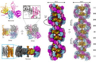生命学院刘冀珑组揭示P5CS双螺旋结构促进酶功能